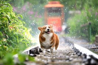 Dog walking on railroad track